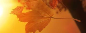 11__3d_autumn_leaves-e1352587660536