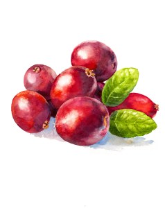 nantucket+cranberry+rev150